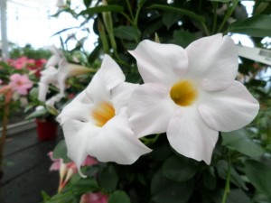 dipladenia
