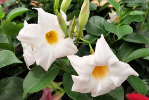 Dipladenia 2021-01