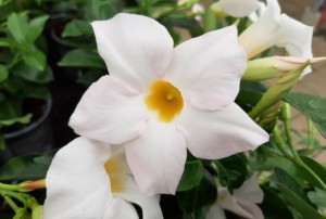 Dipladenia 2021-03