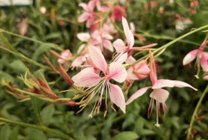 Gaura 2021-01