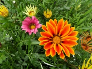 gazania