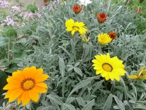 gazania