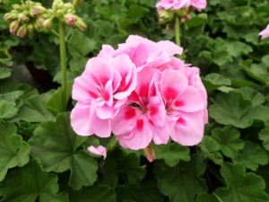 geranium
