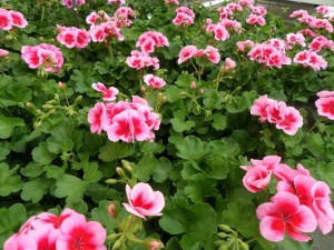 géranium