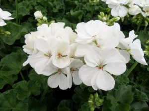 géranium