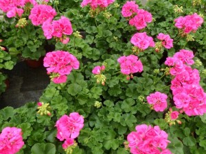 géranium
