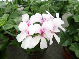 géranium