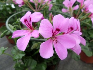 géranium