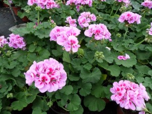 géranium zonal