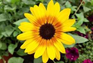 Helianthus_tournesol 2021-01