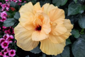 Hibiscus 2021-01