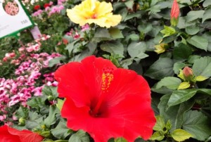Hibiscus 2021-02