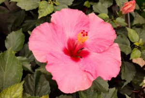 Hibiscus 2021-03