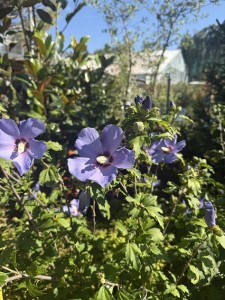 Hibiscus syriacus Oiseau Bleu