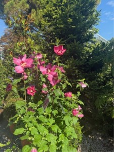 Hibiscus syriacus Woodbridge