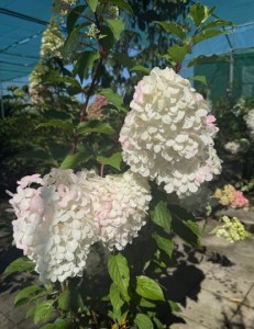 Hydrangea pan. Vanille Fraise
