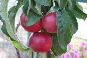 pommier