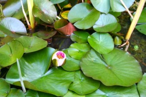 nénuphar