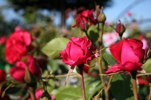 roses