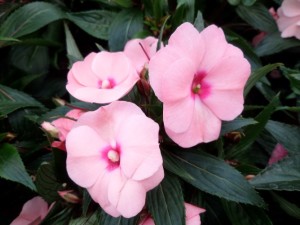 impatiens