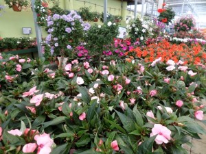 impatiens