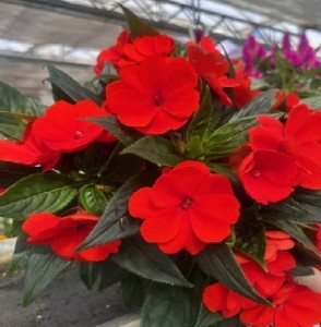 Impatiens