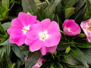Impatiens NG 2021-01