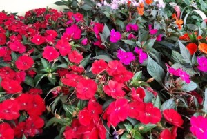 Impatiens sunpatiens 2021-01