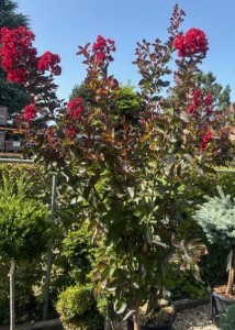 Lagerstroemia indica variés