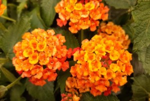 Lantana 2021-01