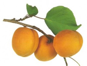 Luizet