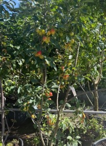 Malus John Downie
