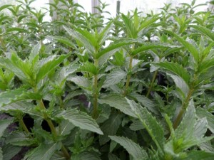 menthe verte