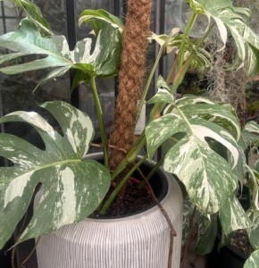 Monstera deliciosa