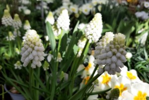 Muscari 15.03.22-01