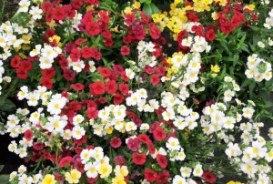 Nemesia 2021-01