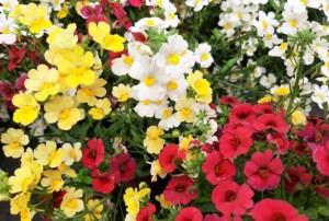 Nemesia 2021-02