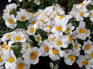 nemesia