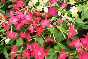 Nicotiana 2021-01