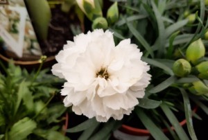 Oeillet - dianthus 15.03.22