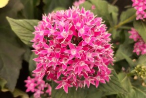 Pentas 2021-01