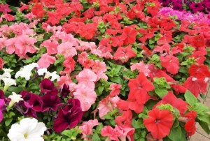 Petunia 2021-01