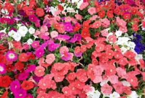 Petunia 2021-02