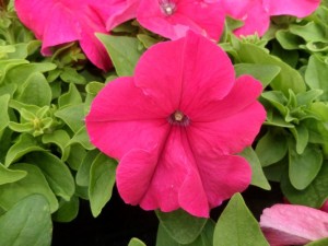 petunia surfinia