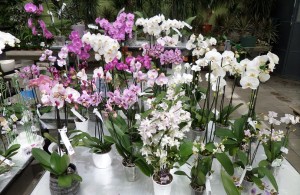 phalaenopsis orchidées