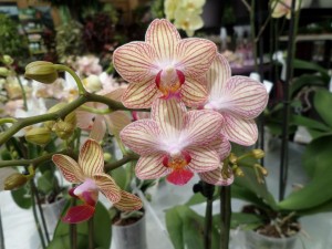 phalaenopsis orchidée