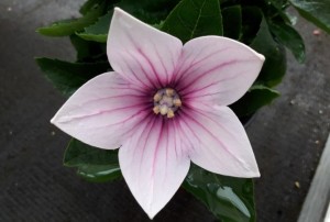 Platycodon 2020-01