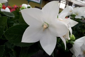 Platycodon 2020-02