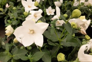 Platycodon 2021-01