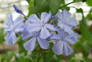 Plumbago 2021-01